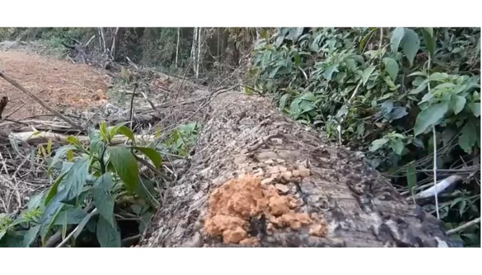 Governo do Paraná promete zerar desmatamento ilegal em quatro anos